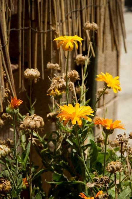 Ierapetra Garden House Lejlighed Eksteriør billede